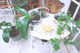 Potted Plants on White Wicker